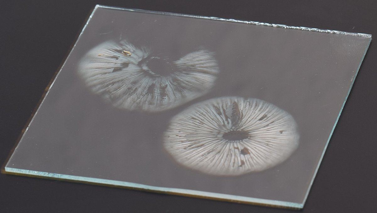 Dermoloma cuneifolium  Runzeliger Samtritterling<br />Kollektion 2017   /   Sporenabwurf