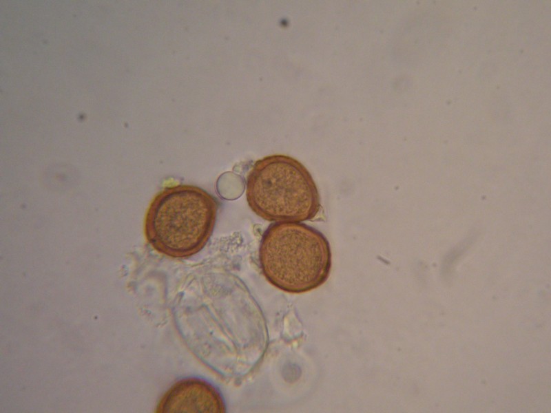 1000er Laax (15).JPG