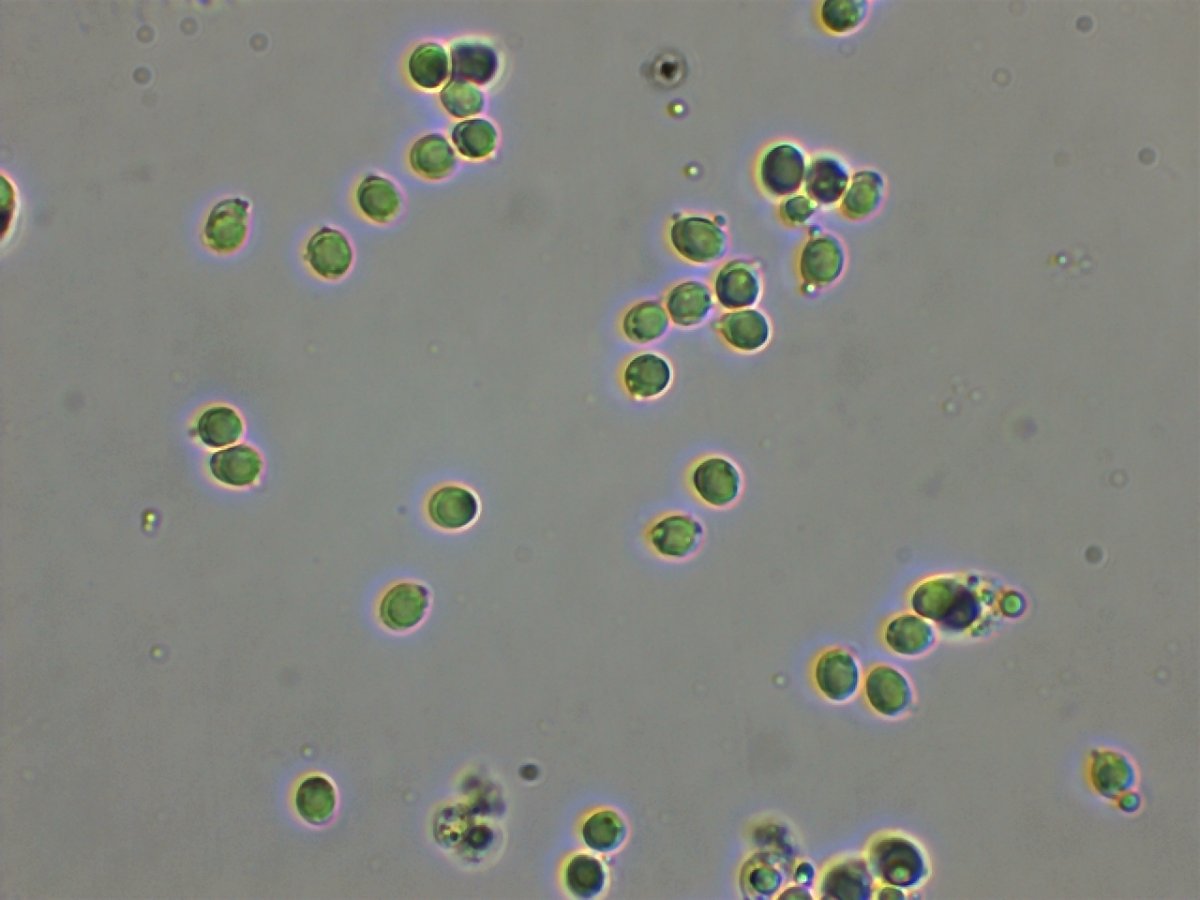 Dermoloma cuneifolium  Runzeliger Samtritterling<br />Kollektion 2017   /   Sporen
