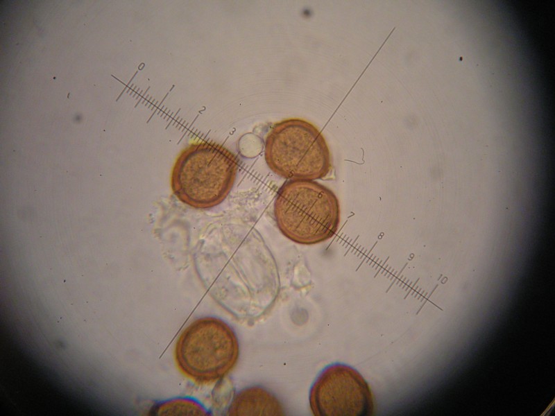 1000er Laax (24).JPG