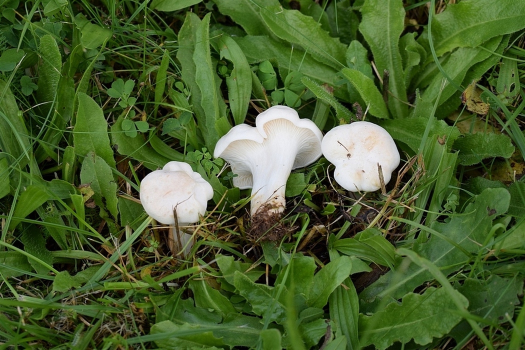 Kollektion 2015 , kompakte, kreiselförmige Frkp.