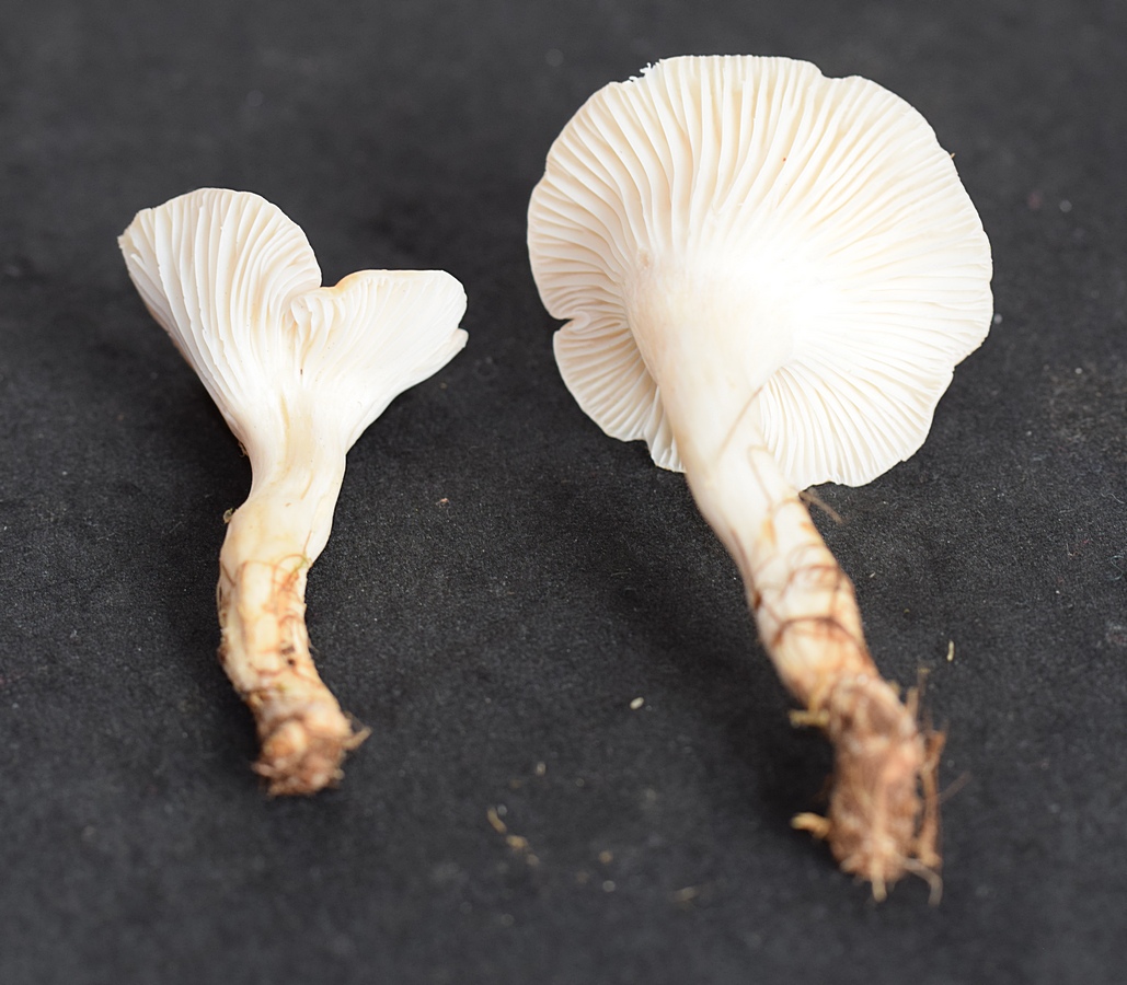 Kollektion 2017 , rel. weichfleischige Frkp.