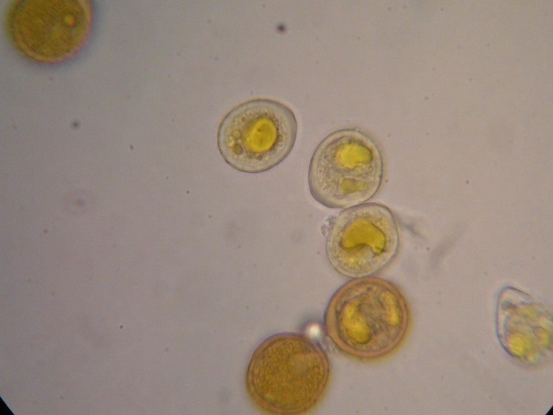 1000er Laax (32).JPG