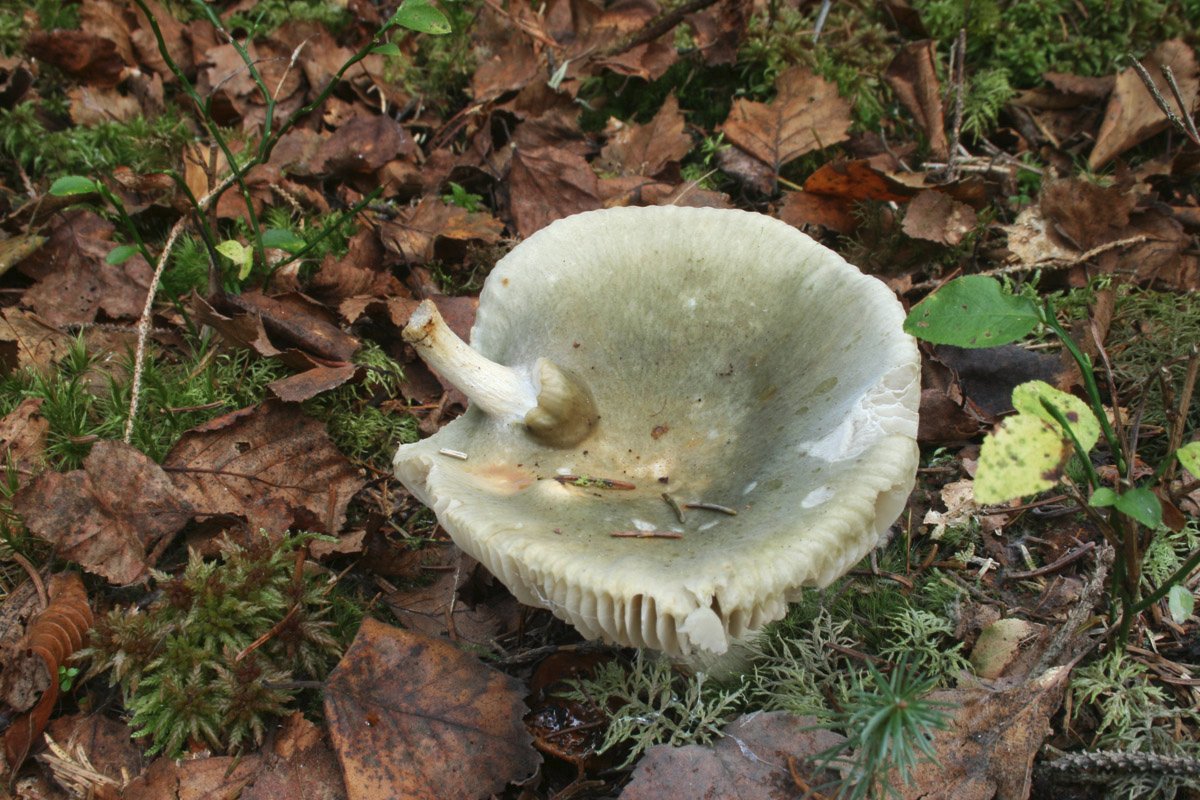 Russula_sp-grün_01_bw.jpg