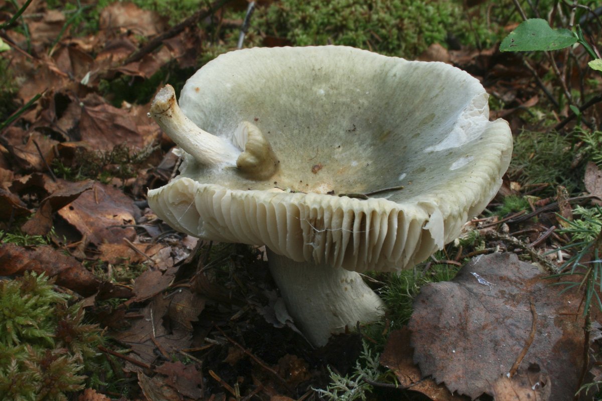 Russula_sp-grün_02_Dbw.jpg