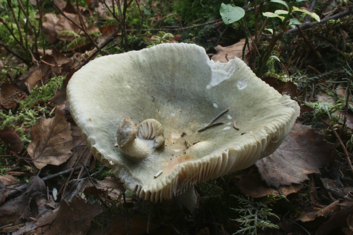 Russula_sp-grün_03_Dbw.jpg