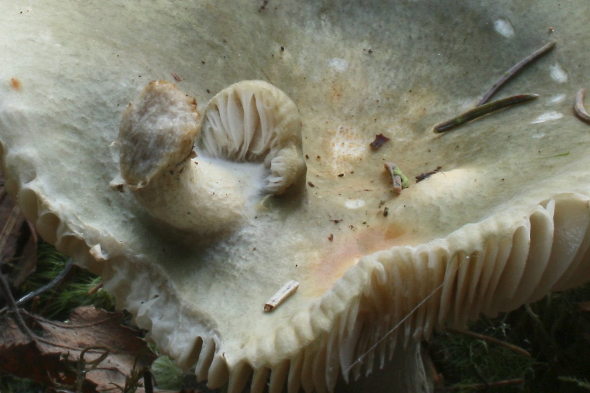 Russula_sp-grün_03_DDbw.jpg