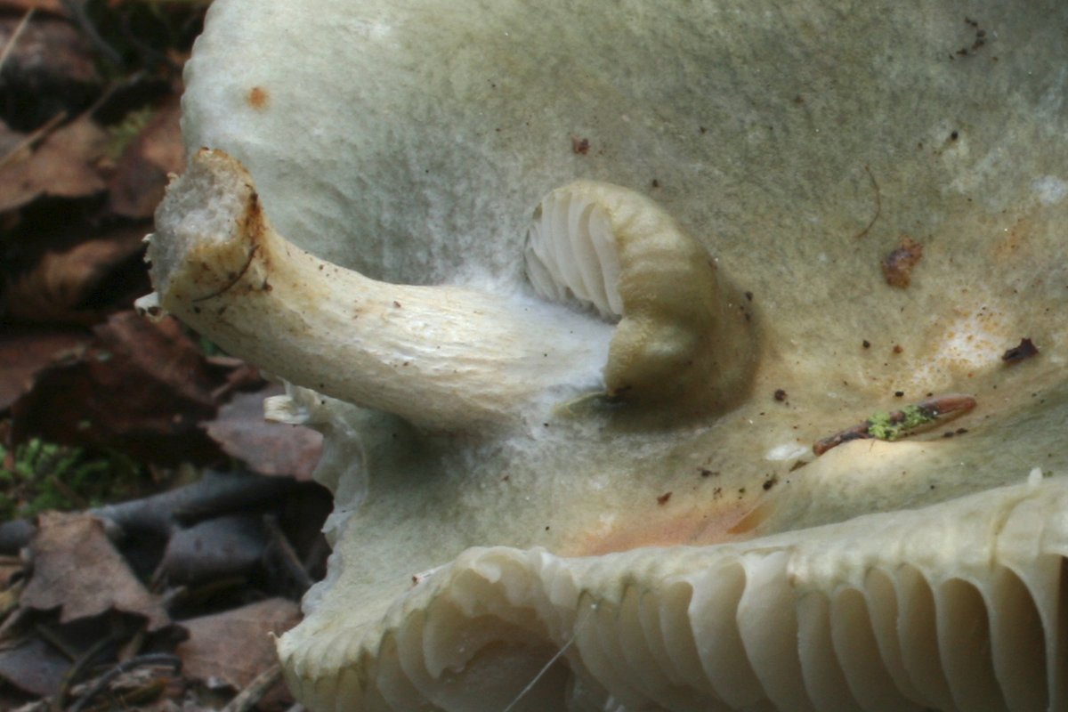 Russula_sp-grün_04_Dbw.jpg