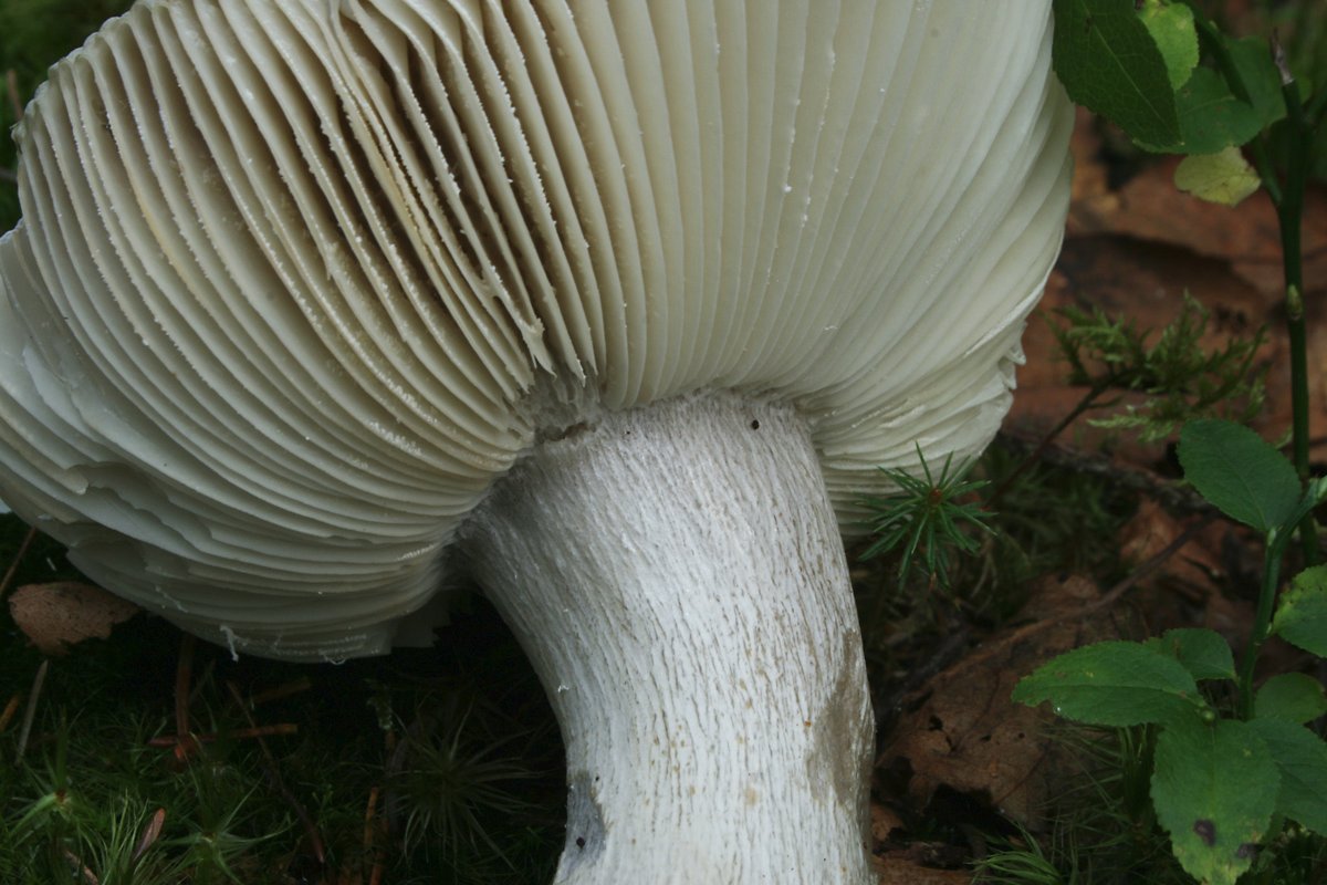 Russula_sp-grün_06_Dbw-unten.jpg