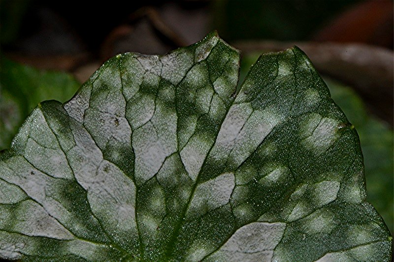 _DSC0092 Schärfe, klein.jpg