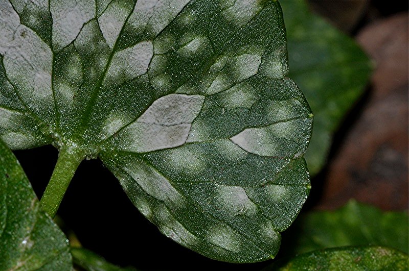 _DSC0093 Schärfe, klein.jpg