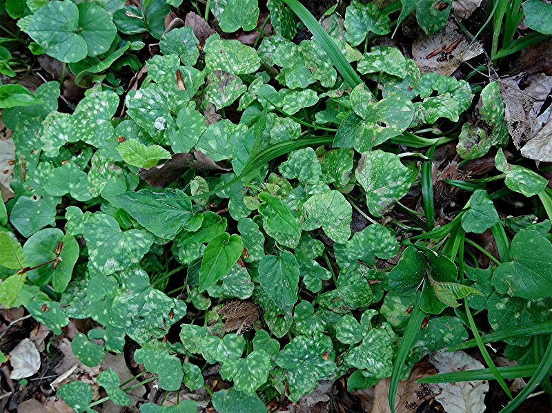 DSC03912 Ausschnitt, Heligkeit, Schärfe, klein.jpg