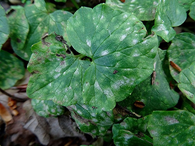 DSC03913 Helligkeit, Schärfe, klein.jpg