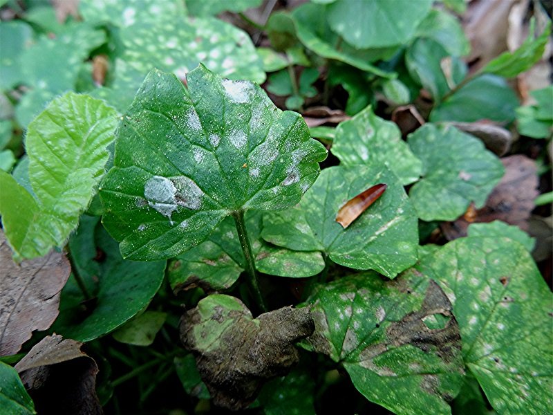 DSC03915 Helligkeit, Schärfe, klein.jpg