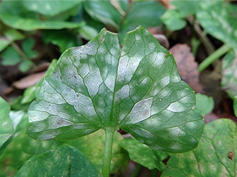 DSC03916 Ausschnitt, Schärfe, klein.jpg