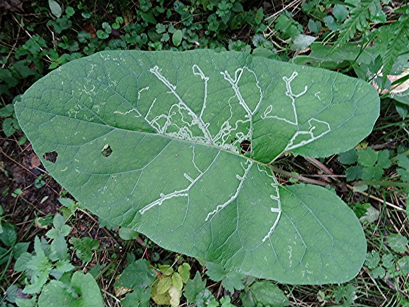 DSC05110 Schärfe, klein.jpg