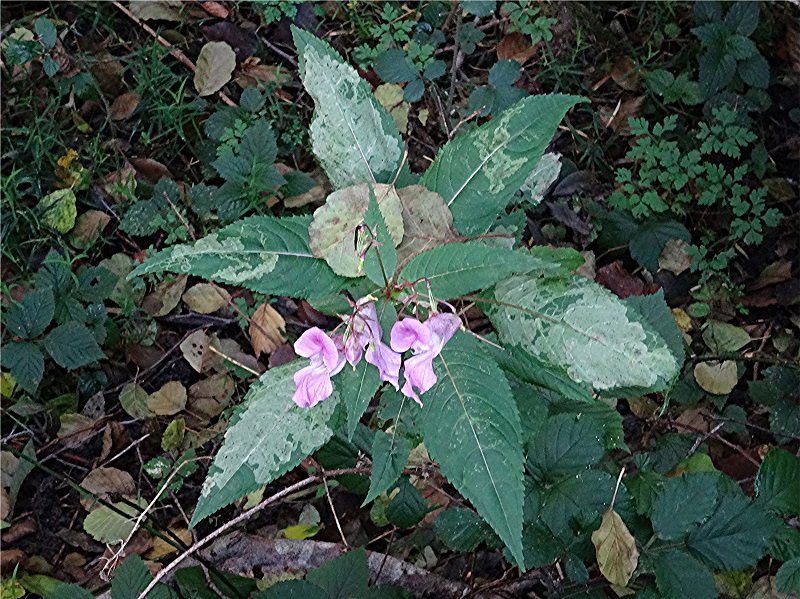 DSC05400 Ausschnitt, Schärfe, klein.jpg