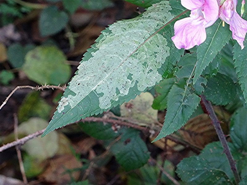 DSC05401 Schärfe, klein.jpg