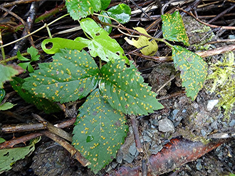 DSC05405 Ausschnitt, Schärfe, klein.jpg