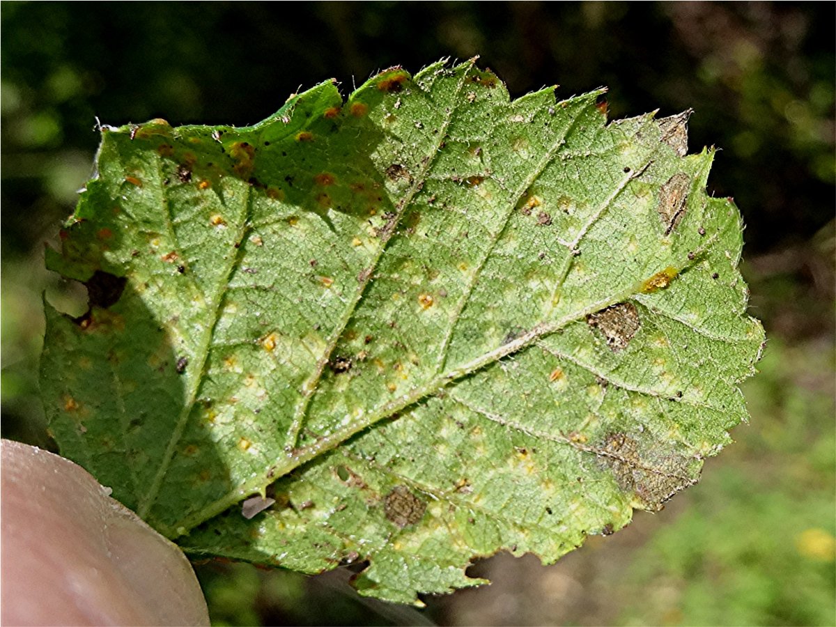 DSC05409 Ausschnitt, Helligkeit, Schärfe.JPG