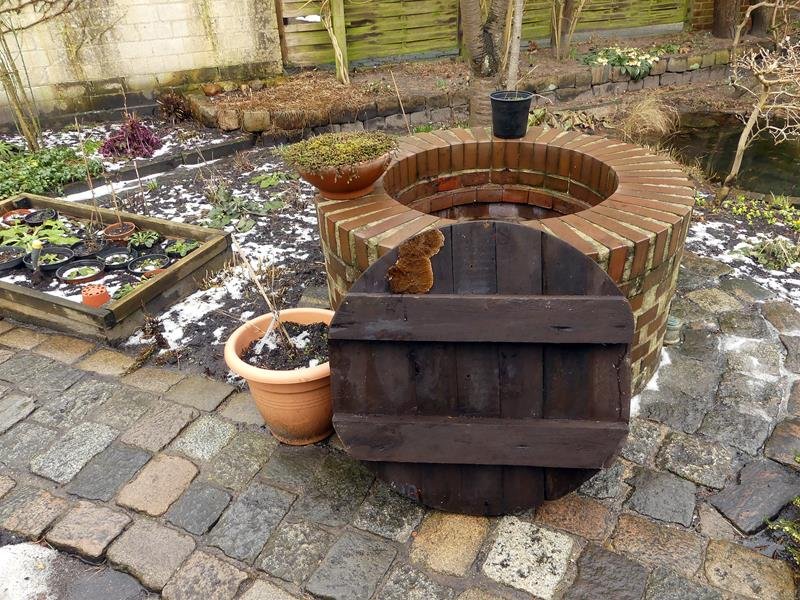 Kammpilz_x01-b (Copy).jpg