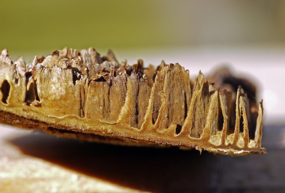 Kammpilz_x05-b (Copy).jpg