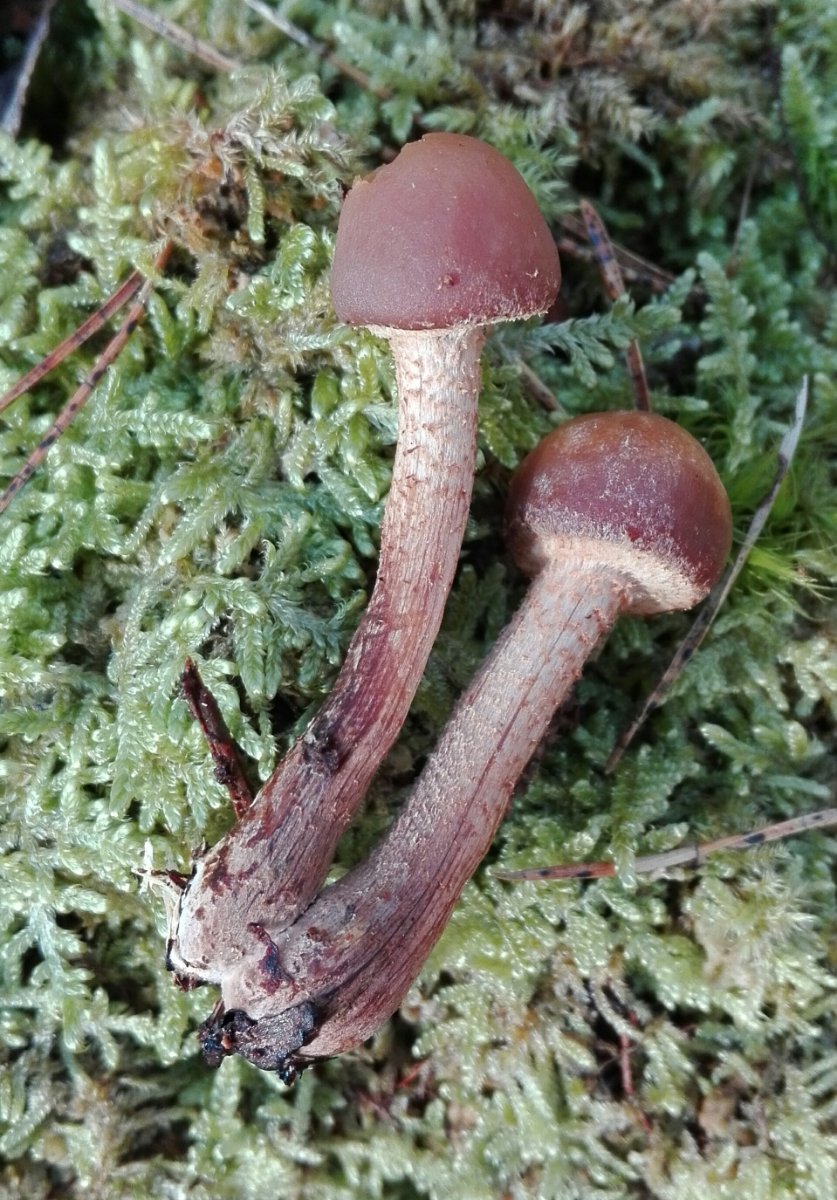 Kuehneromyces mutabilis