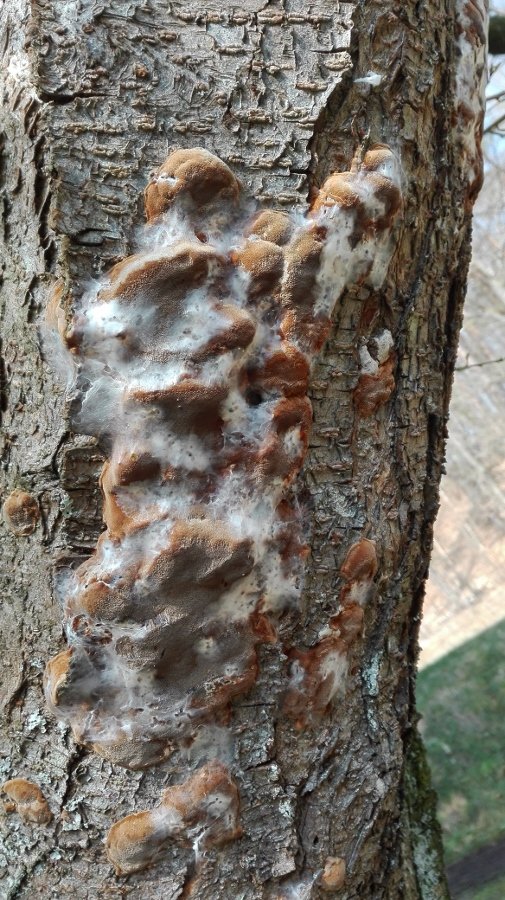 Pflaumen-Feuerschwamm (Phellinus tuberculosus)