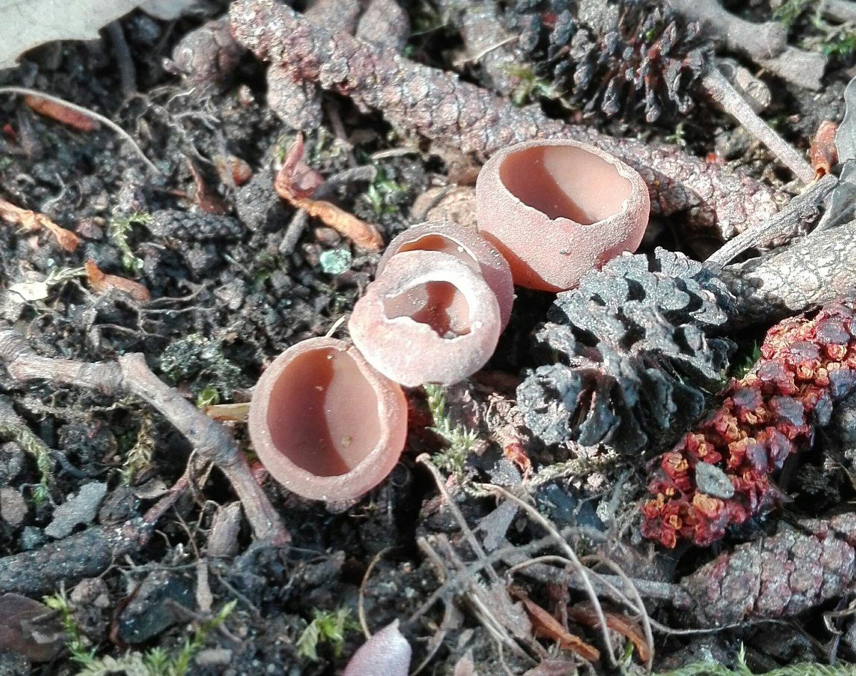 Frühlings-Glockenschüppling (Pholiotina aporos)