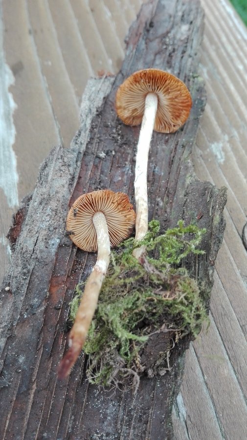 Frühlings-Glockenschüppling (Pholiotina aporos)