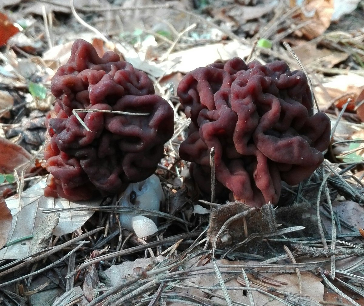 Frühjahrs-Giftlorchel (Gyromitra esculenta)