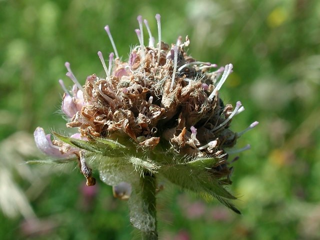 Microbotryum_scabiosae.jpg