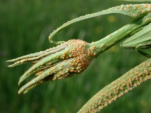 Puccinia_hysterium.jpg