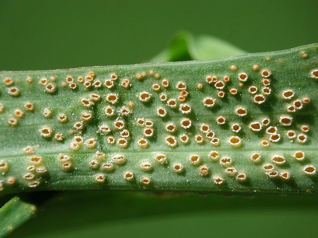 Puccinia_hysterium2.jpg