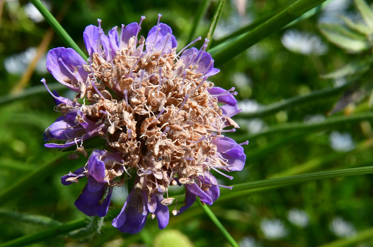 Microbotryum_scabiosae.jpg