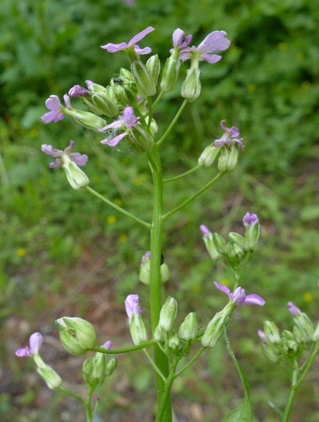 P3060744_D,ST,Selketal (23).JPG