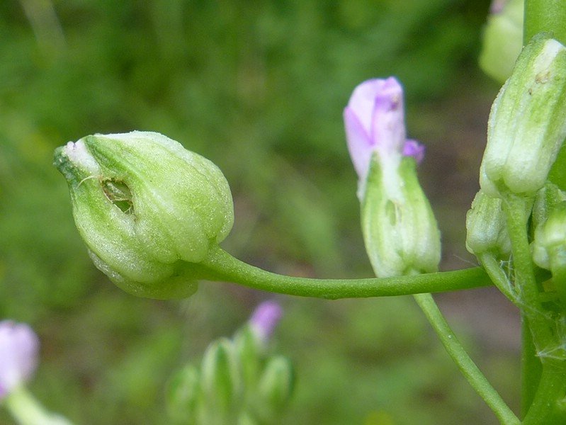 P3060744_D,ST,Selketal (24).JPG