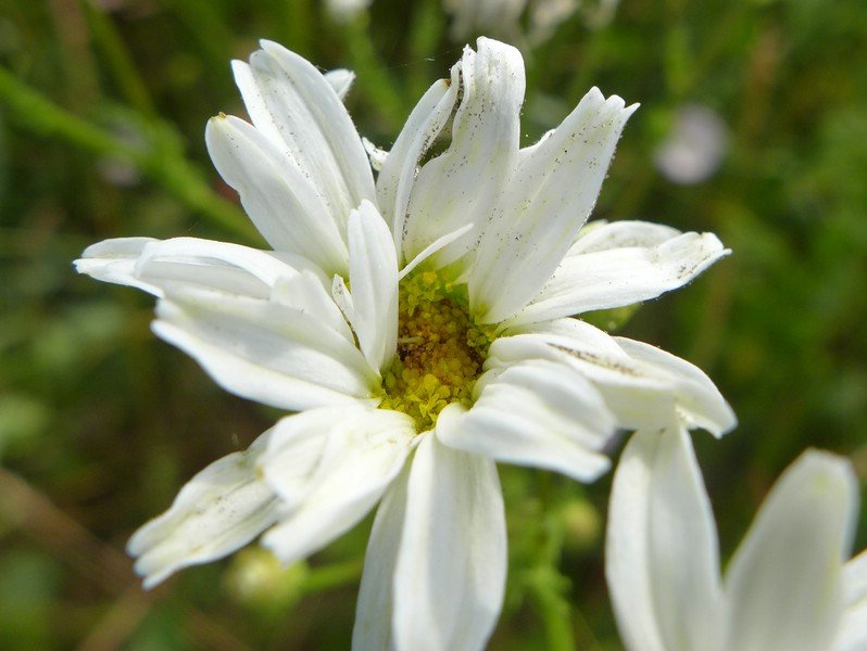 P radii Tripleurospermum perforatum (5).JPG