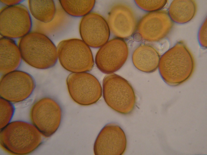 1000er Terri (4).JPG