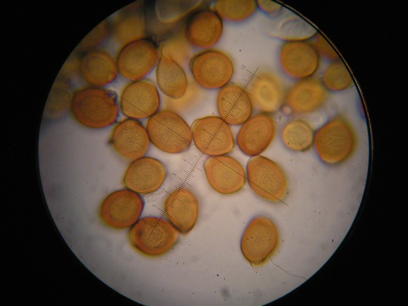 1000er Terri (11).JPG