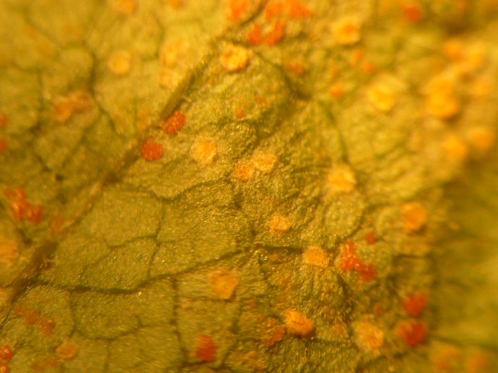 coelosporium1.jpg