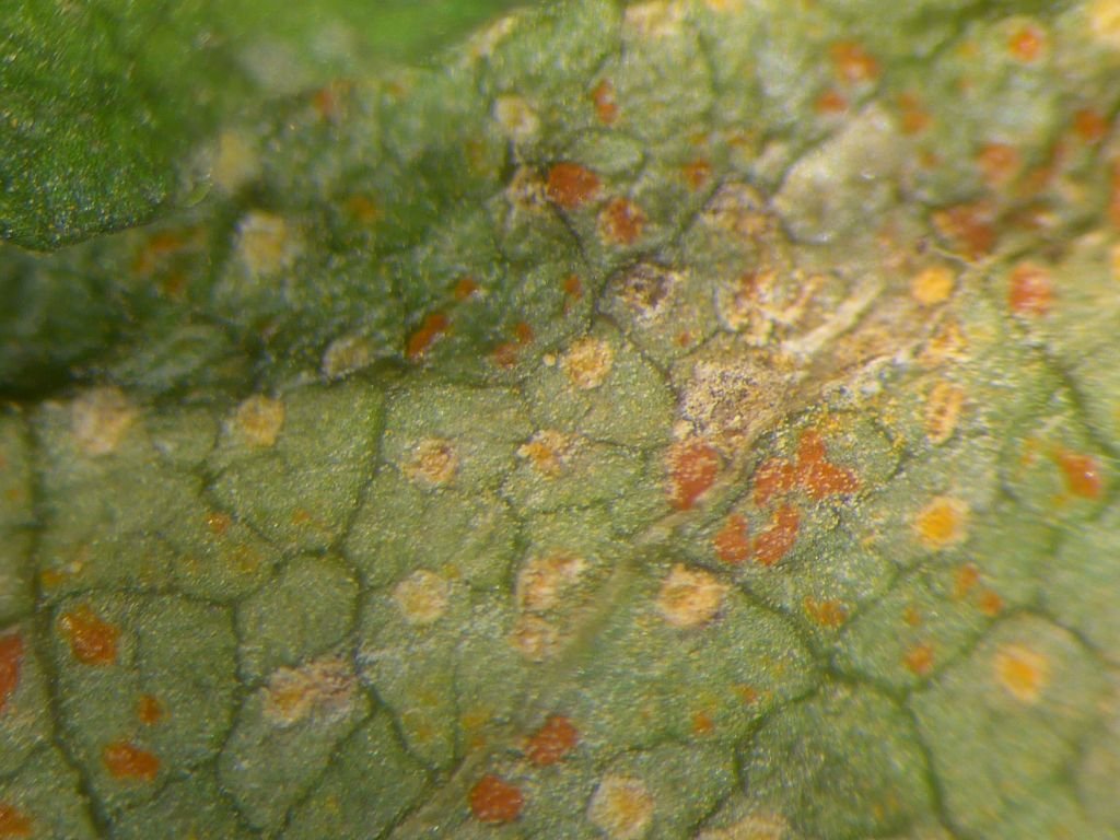 coelosporium2.jpg