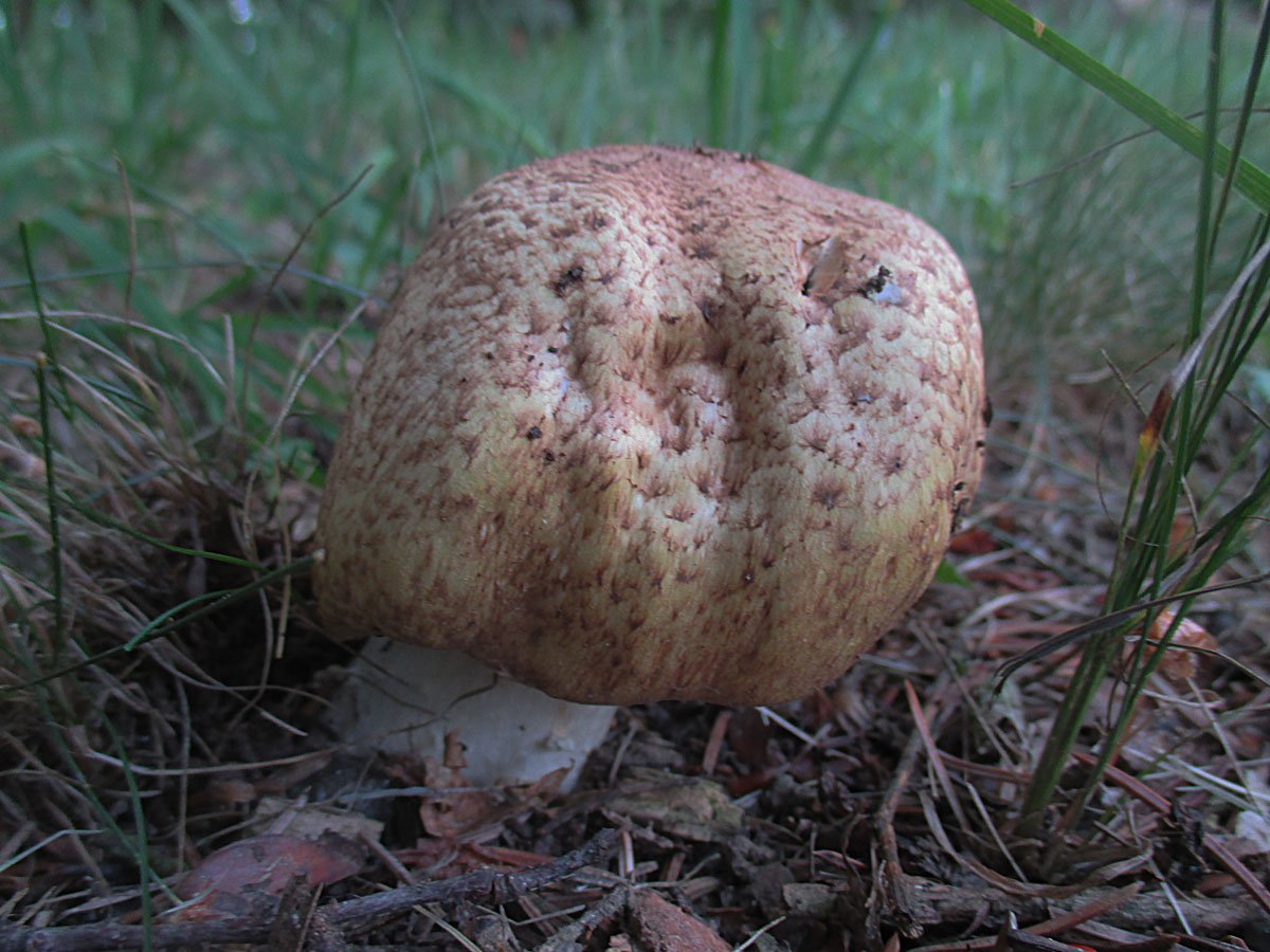 AGARICUS AUGUSTUS.jpg