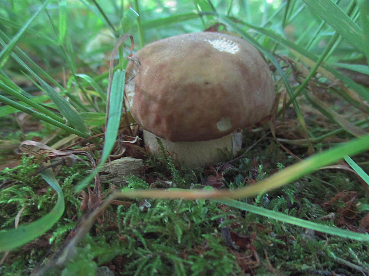 BOLETUS AESTIVALIS.jpg