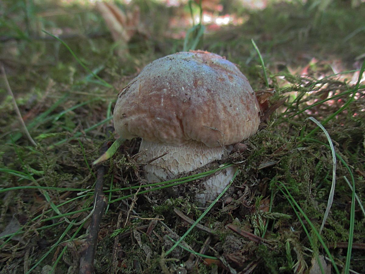 BOLETUS EDULIS.jpg