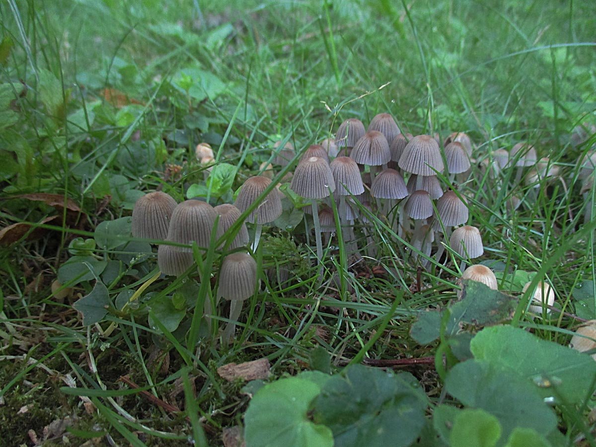COPRINUS DISSEMINATUS.jpg