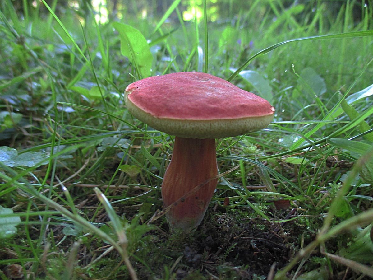 HORTIBOLETUS RUBELLUS.jpg