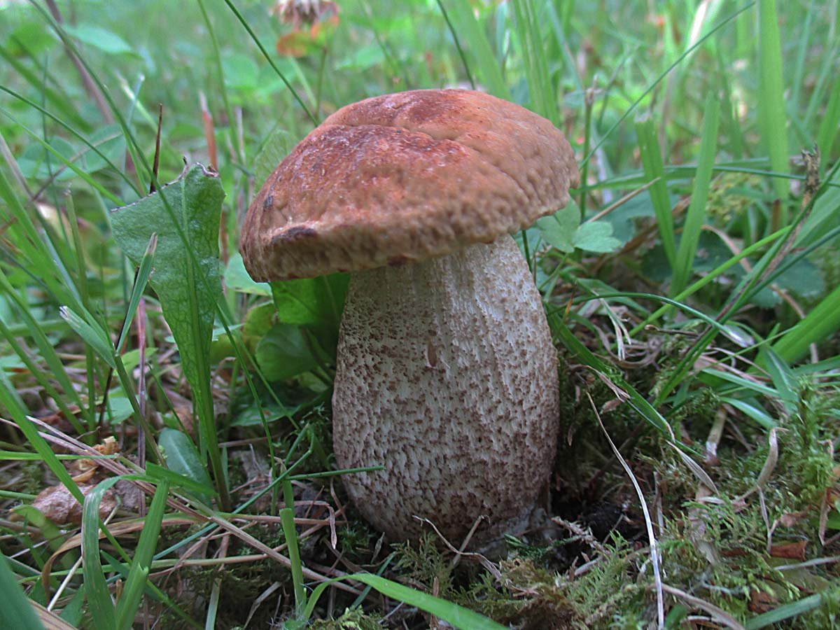 LECCINUM PSEUDOSCABRUM.jpg