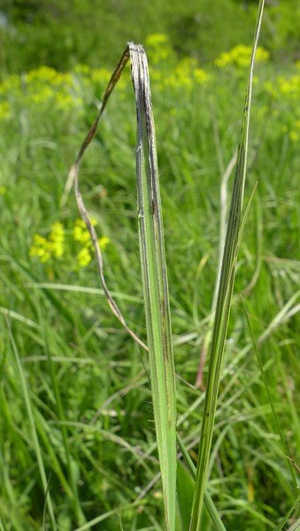 Urocystis bromi (1).JPG