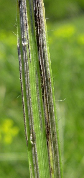 Urocystis bromi (2).JPG